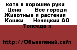 кота в хорошие руки › Цена ­ 0 - Все города Животные и растения » Кошки   . Ненецкий АО,Топседа п.